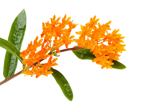 A close-up photograph of a cluster of small, bright orange flowers on a stem, likely butterfly weed. The image highlights the detailed texture of the flowers and the attached deep green leaves.