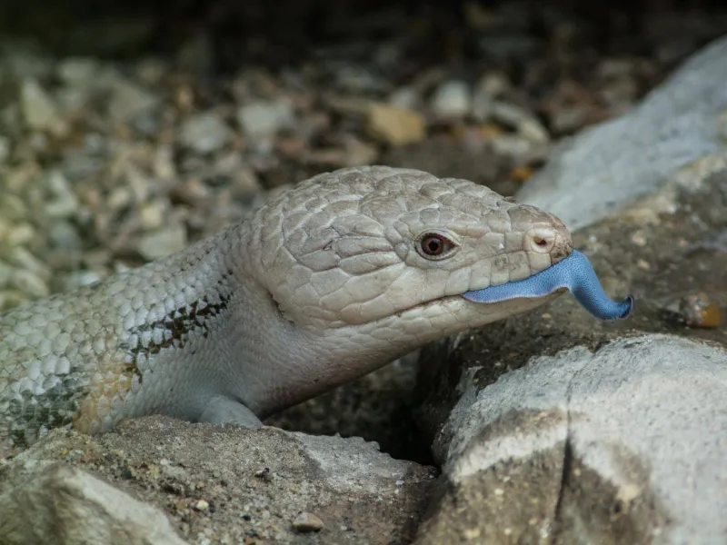 blue-tongued skink profile face with tongue out