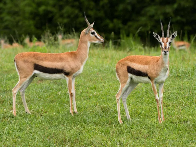 Thomson's gazelle pair
