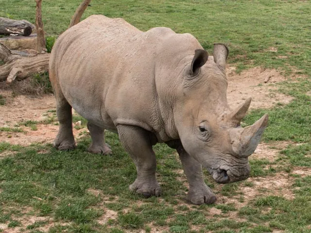 Nandi and Bonnie's Father Stormy