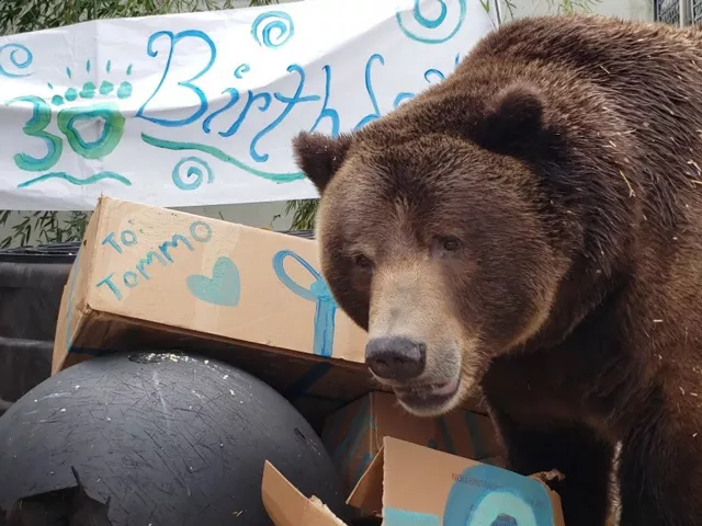 Grizzly bear Tommo 30th birthday enrichments