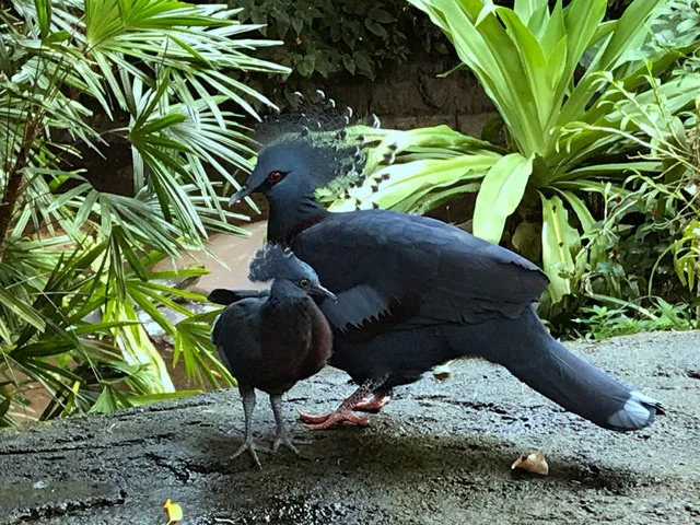 Victoria crowned pigeon pair