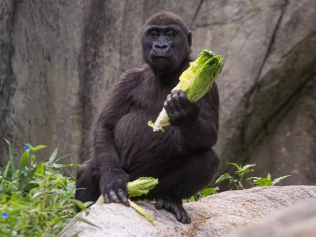 Young gorilla eating lettuce