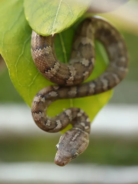 Virgin Island Boa