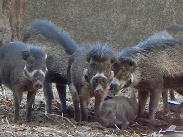 Visayan warty pig