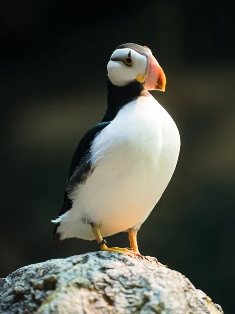 Horned puffin