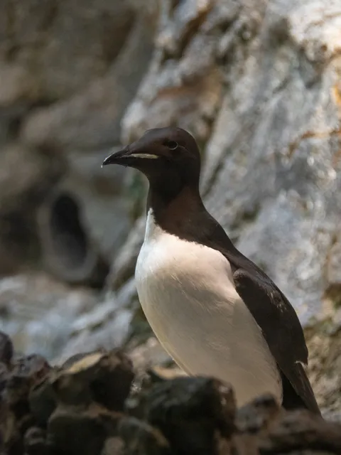 Thick billed murre