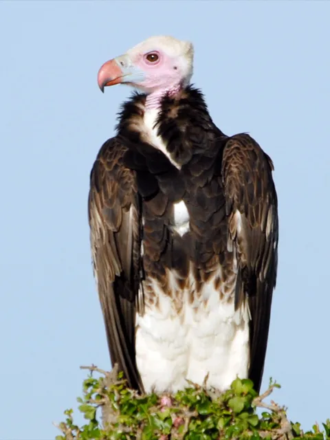 White headed vulture