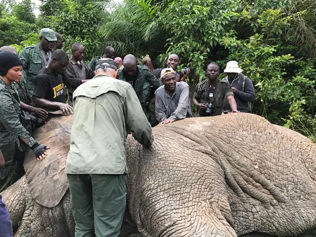 Collaring team placing the collar on the elephant