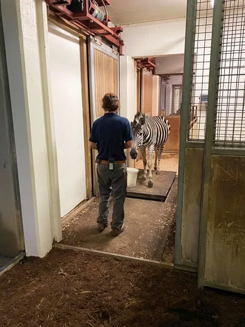 Kristy Russell training a zebra to the scale