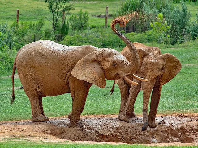 African Elephant Safari word search