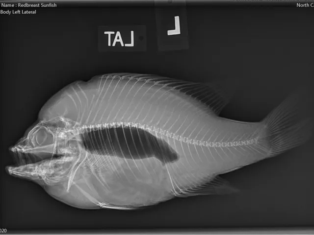 radiograph fish