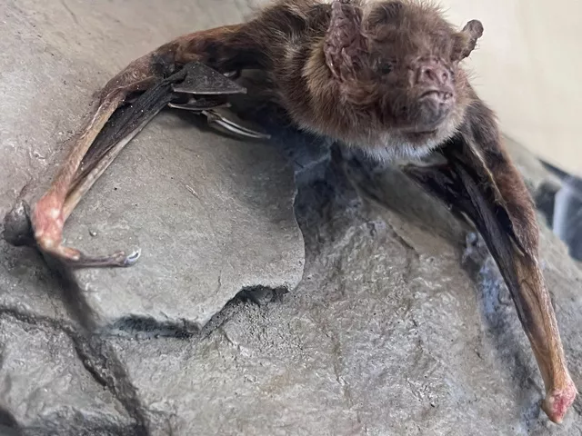 Bat animal adaptation