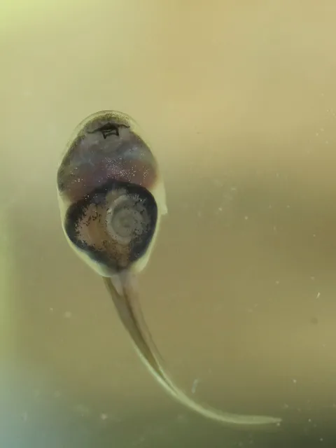 Puerto Rican crested toad tadpole