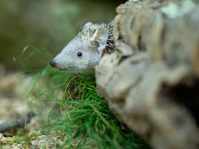 Tenrec face profile close up