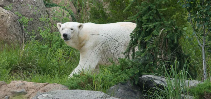Polar bear walking through trees