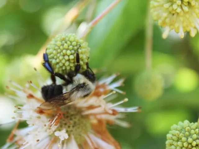 bumble bee on button bush