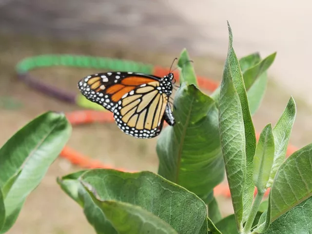 female monarch butterfly