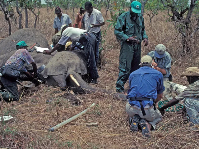 First elephant collared at Bouba Ndjida National Park by the Zoo