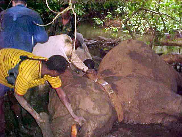 First forest elephant collared