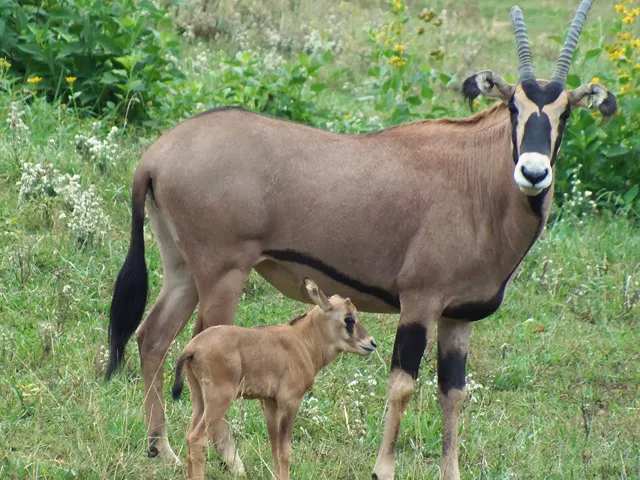 Birth of the grasslands