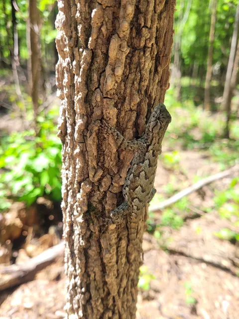 Tree camouflage