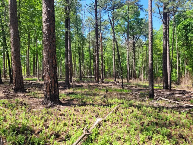 New tree growth at Nichols Preserve