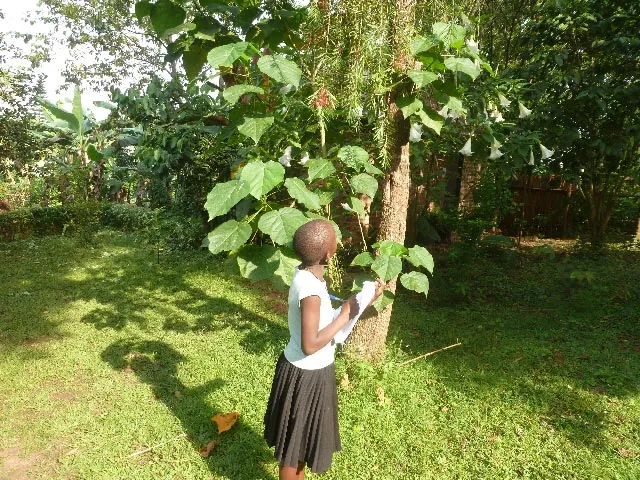 UNITE Student Investigates Tree