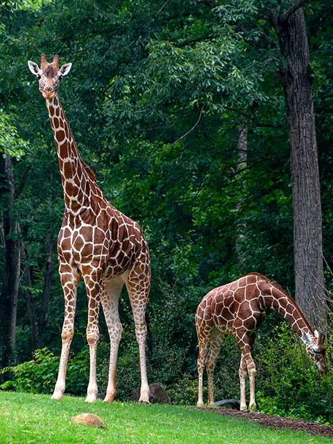 two giraffes