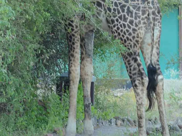 Giraffe