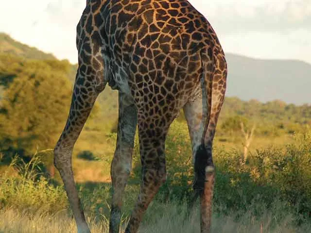 Giraffe