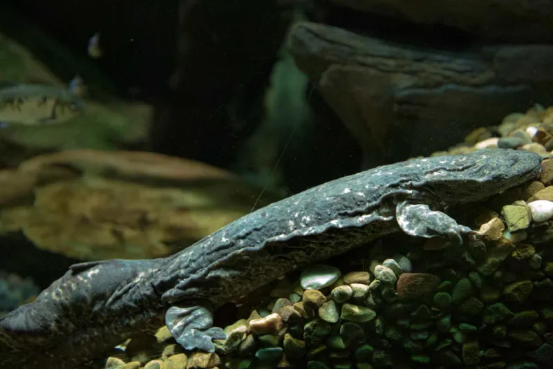 Hellbender closeup at Streamside