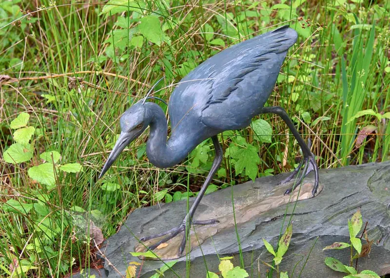 Stalking Little Blue Heron