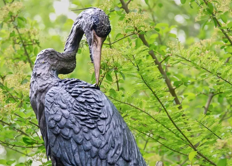 Preening Heron