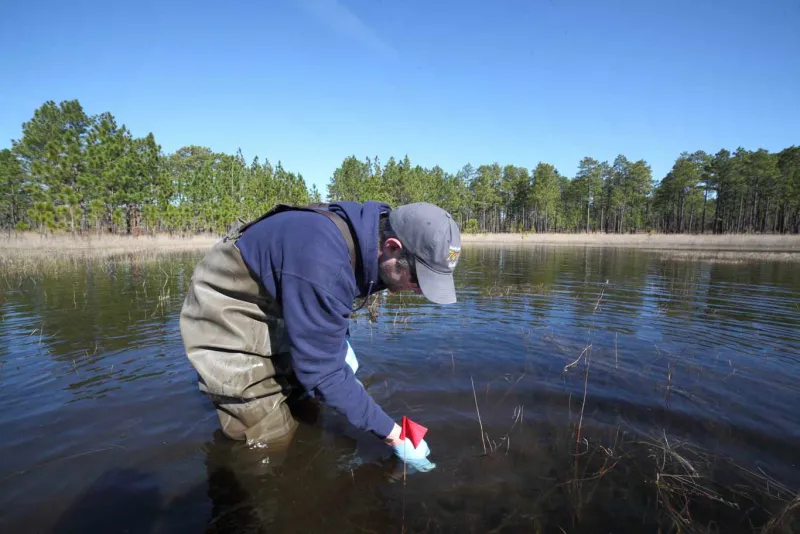 Gopher Frog Conservation in Sandhills