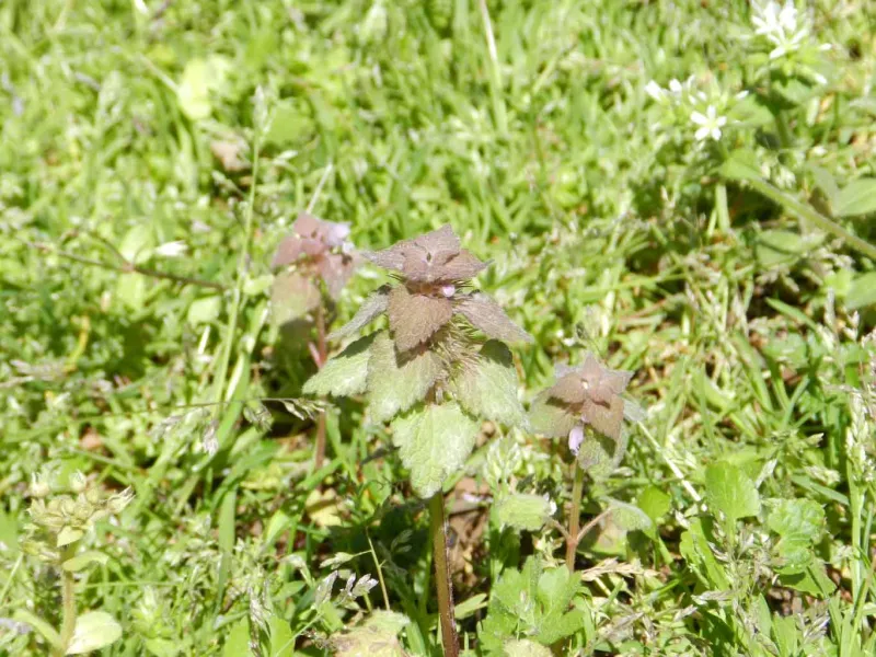 earth-day-2022-deadnettle