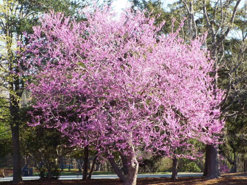 earth-day-2022-redbud-tree