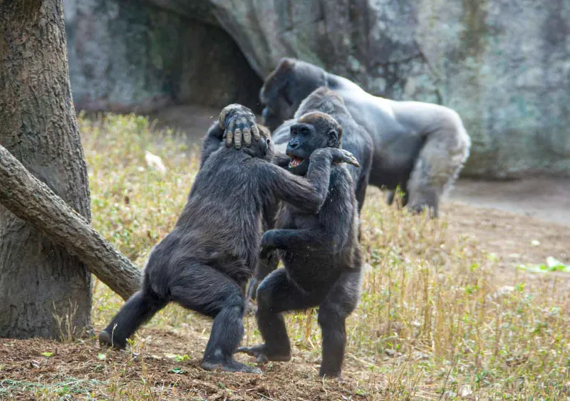 Apollo and Bomasa playing