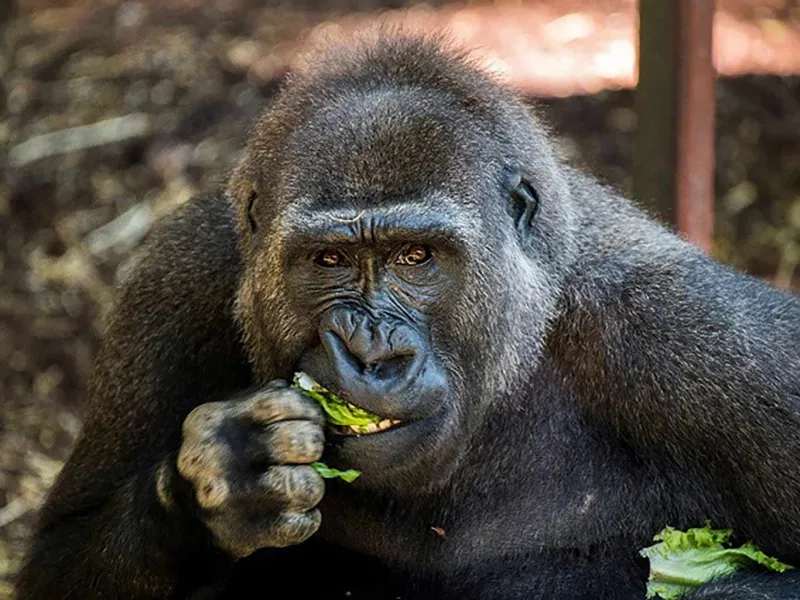 Gorilla Hadari