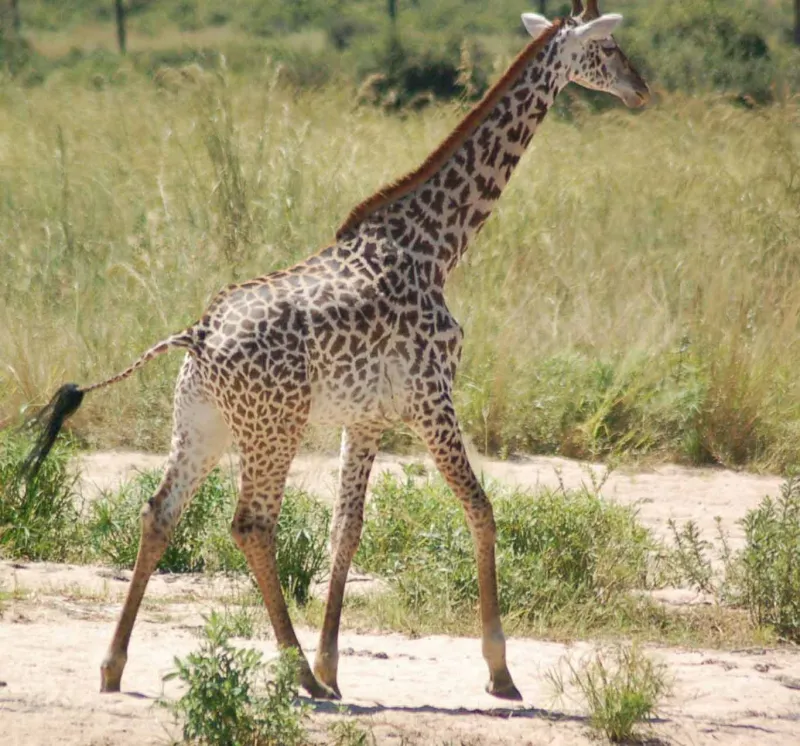 Giraffe conservation home april