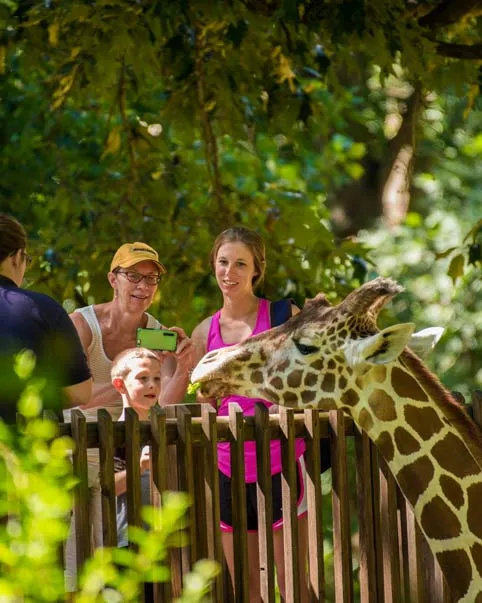 ZOO: on sale Giraffe Exhibit