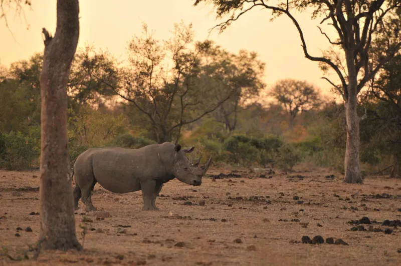 Rhino conservation