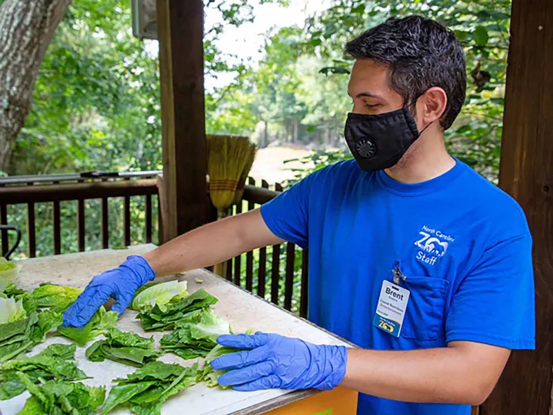 preparing lettuce for giraffe feeding