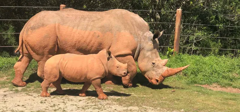 Linda with other baby calf