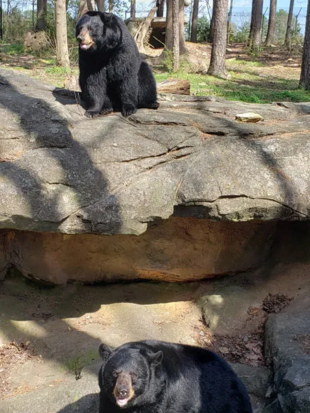 Two fuzzy Black Bears with rounded ears and brown snouts, sit perched on some large rocks looking towards the viewer next to a tall rock wall.