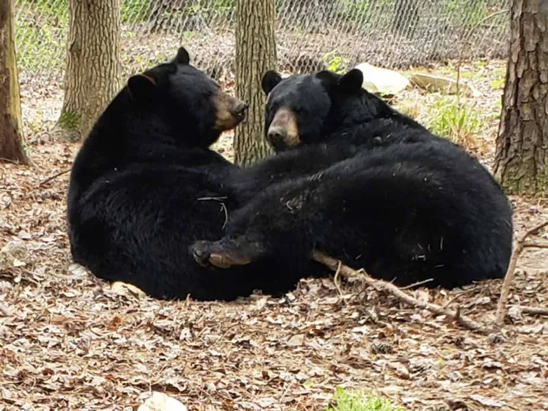 Two chunky Black Bears snuggle up close as they lay facing each other on the leaf covered ground amongst the trees.