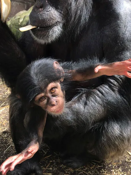 Baby chimpanzee Asha held comfortably in her mother's arms as Asha reaches playfully for the camera and her mother munches on snacks.