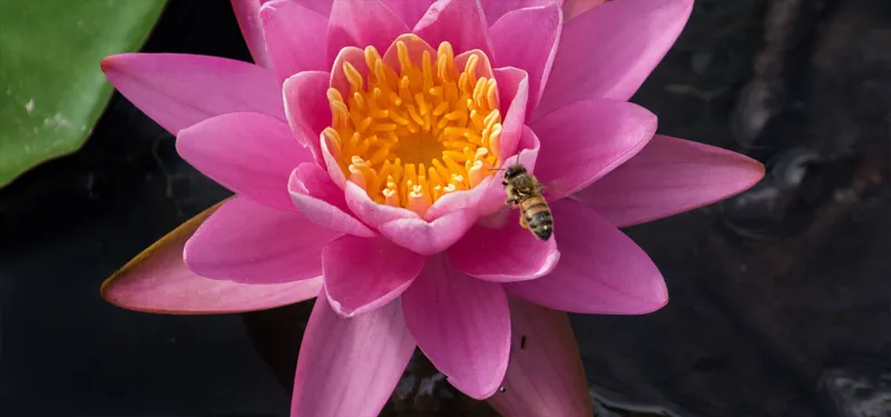 North Carolina Zoo: Birds, Blooms, Bees & Butterflies