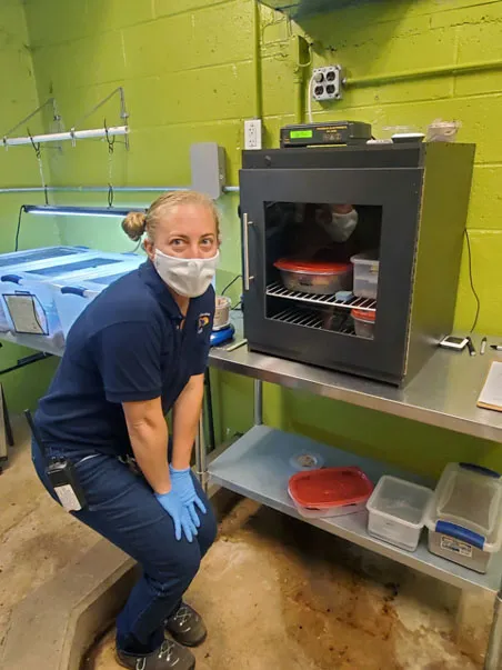 A zoo staff member wearing a mask, blue polo shirt, jeans, and light blue gloves is posing next to a dark, glass-fronted incubator or warm-holding oven. The incubator sits on a metal table and contains several plastic containers, including large red ones. The walls of the room are painted bright green.