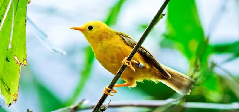 Golden white eye